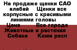 На продаже щенки САО (алабай ). Щенки все корпусные с красивыми линиями головы . › Цена ­ 30 - Все города Животные и растения » Собаки   . Коми респ.